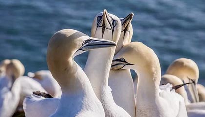 开云app官方入口-英雄联盟韩服天梯排名洗牌中国选手表现抢眼，英雄联盟韩服最新排名