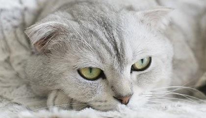 开云app官方入口-英雄联盟韩服天梯排名洗牌中国选手表现抢眼，英雄联盟韩服最新排名